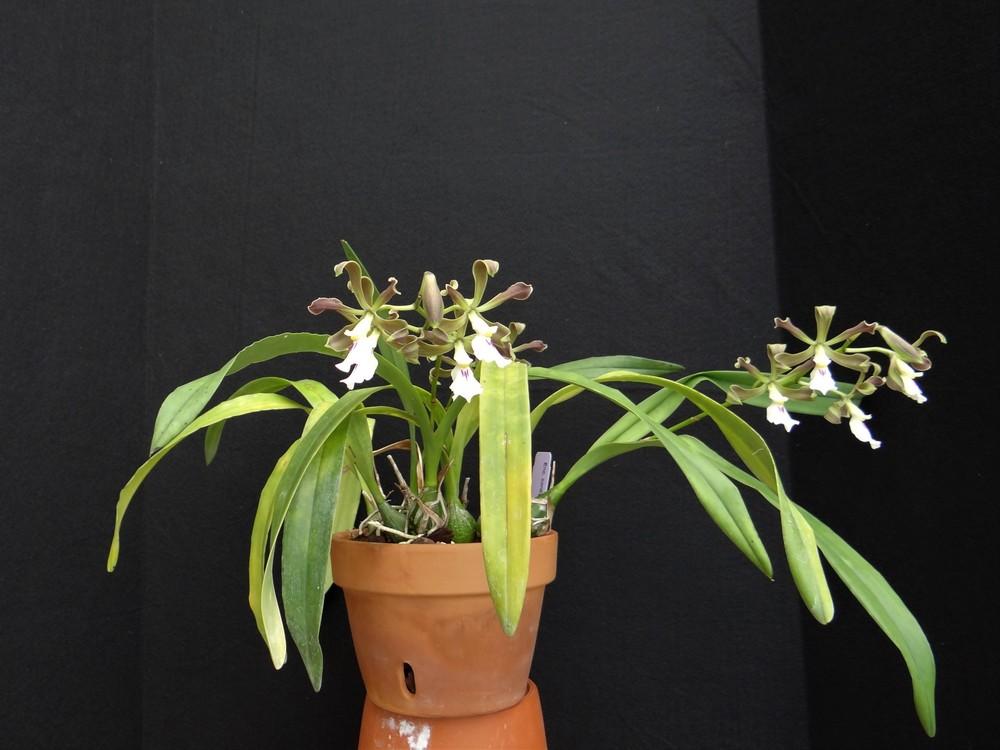 Photo of Orchid (Encyclia cordigera) uploaded by hawkarica