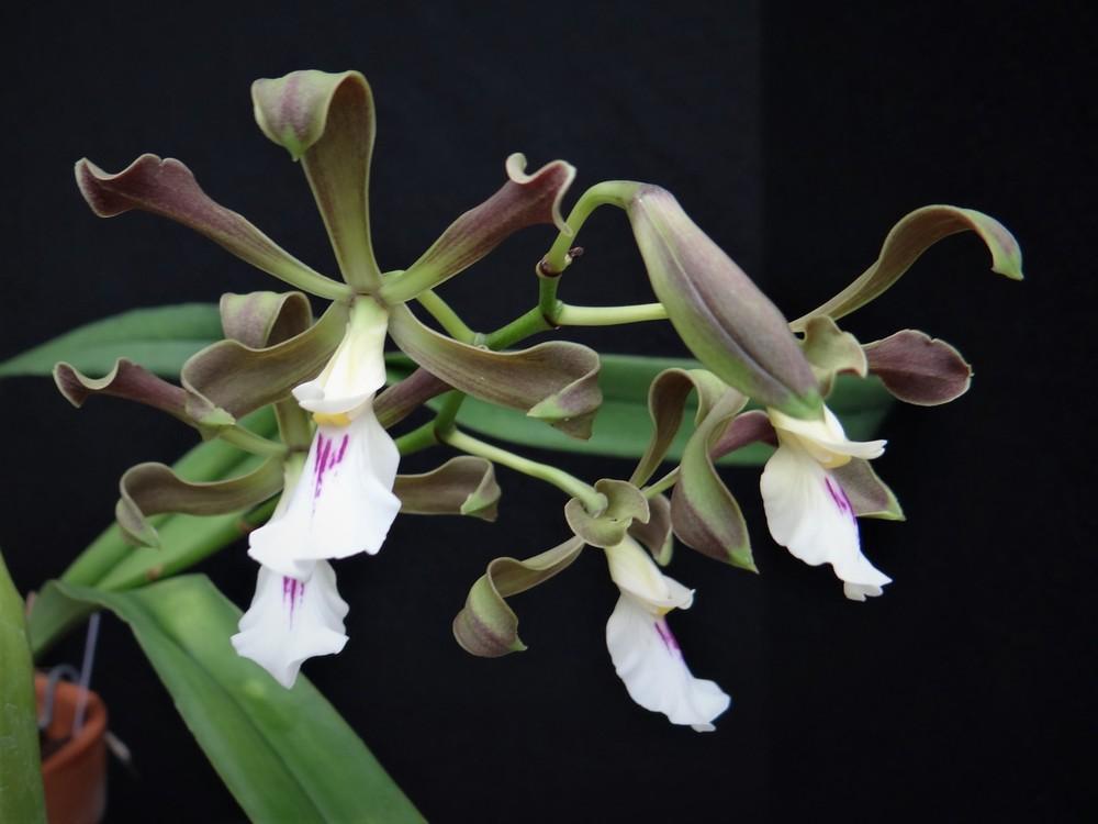Photo of Orchid (Encyclia cordigera) uploaded by hawkarica