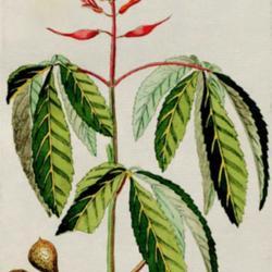 
Date: c. 1788
illustration from 'Plantarum indigenarum et exoticarum icones ad 
