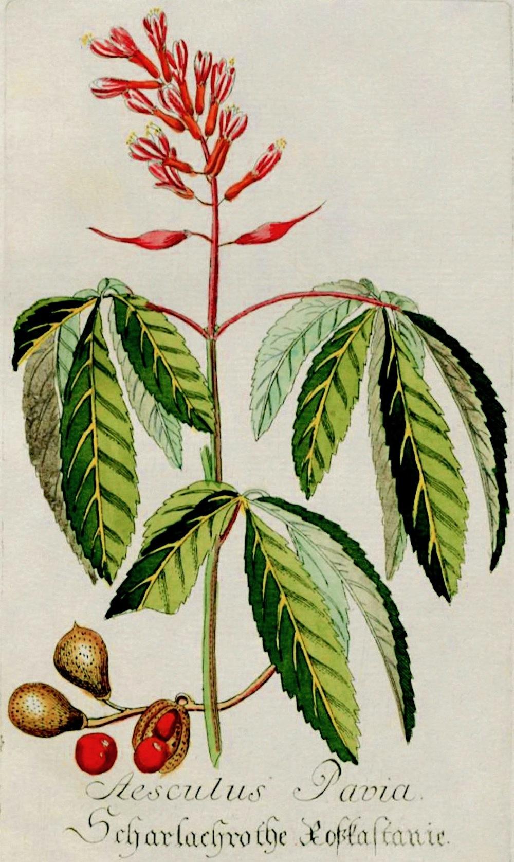 Photo of Red Buckeye (Aesculus pavia) uploaded by scvirginia