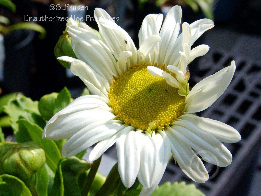 Photo of Montauk Daisy (Nipponanthemum nipponicum) uploaded by DaylilySLP
