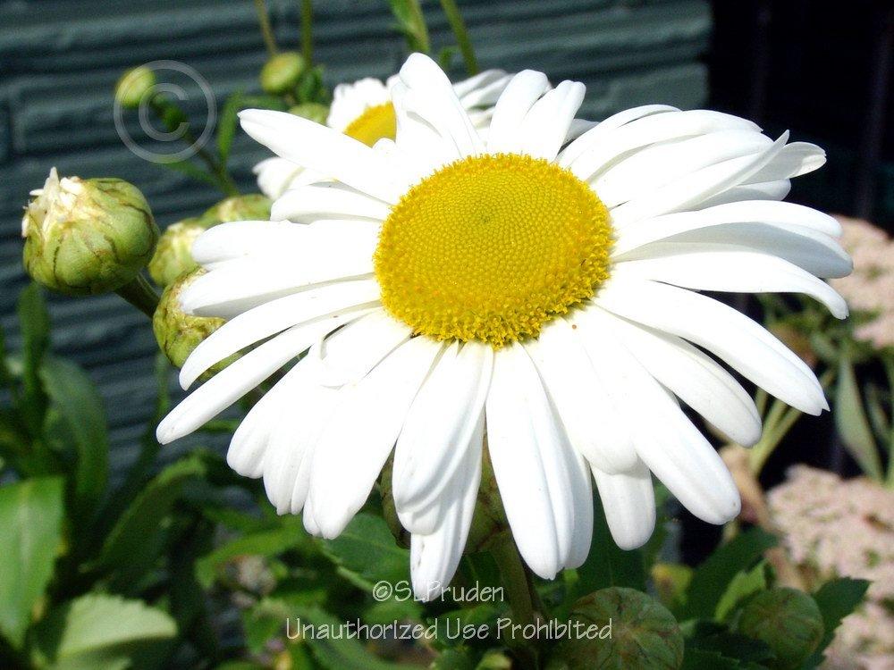 Photo of Montauk Daisy (Nipponanthemum nipponicum) uploaded by DaylilySLP