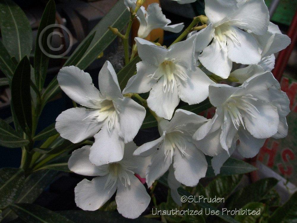 Photo of Oleanders (Nerium oleander) uploaded by DaylilySLP