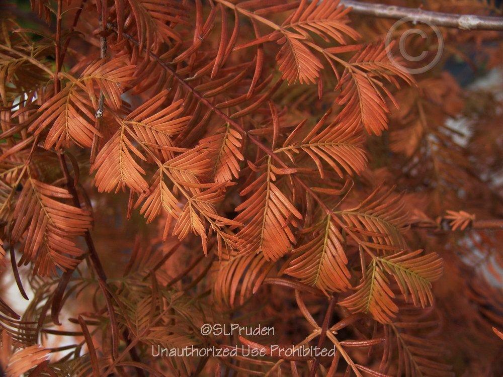 Photo of Dawn Redwood (Metasequoia glyptostroboides) uploaded by DaylilySLP