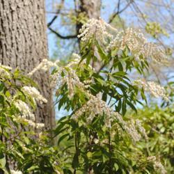 Location: Jenkins Arboretum in Berwyn, Pennsylvania
Date: 2016-04-24
close-up of flower clusters