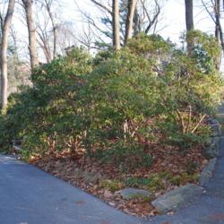 Location: Jenkins Arboretum in Berwyn, Pennsylvania
Date: 2011-12-18
group of full-grown shrubs