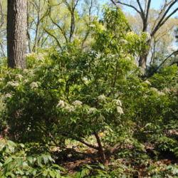 Location: Jenkins Arboretum in Berwyn, Pennsylvania
Date: 2016-04-24
full-grown shrub in bloom