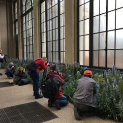 Location: Longwood Gardens Conservatory, Kennett Square, Pennsylvania, USA
Date: 2019-03-18
Photographers swarm the Himalayan blue poppies at Longwood Garden