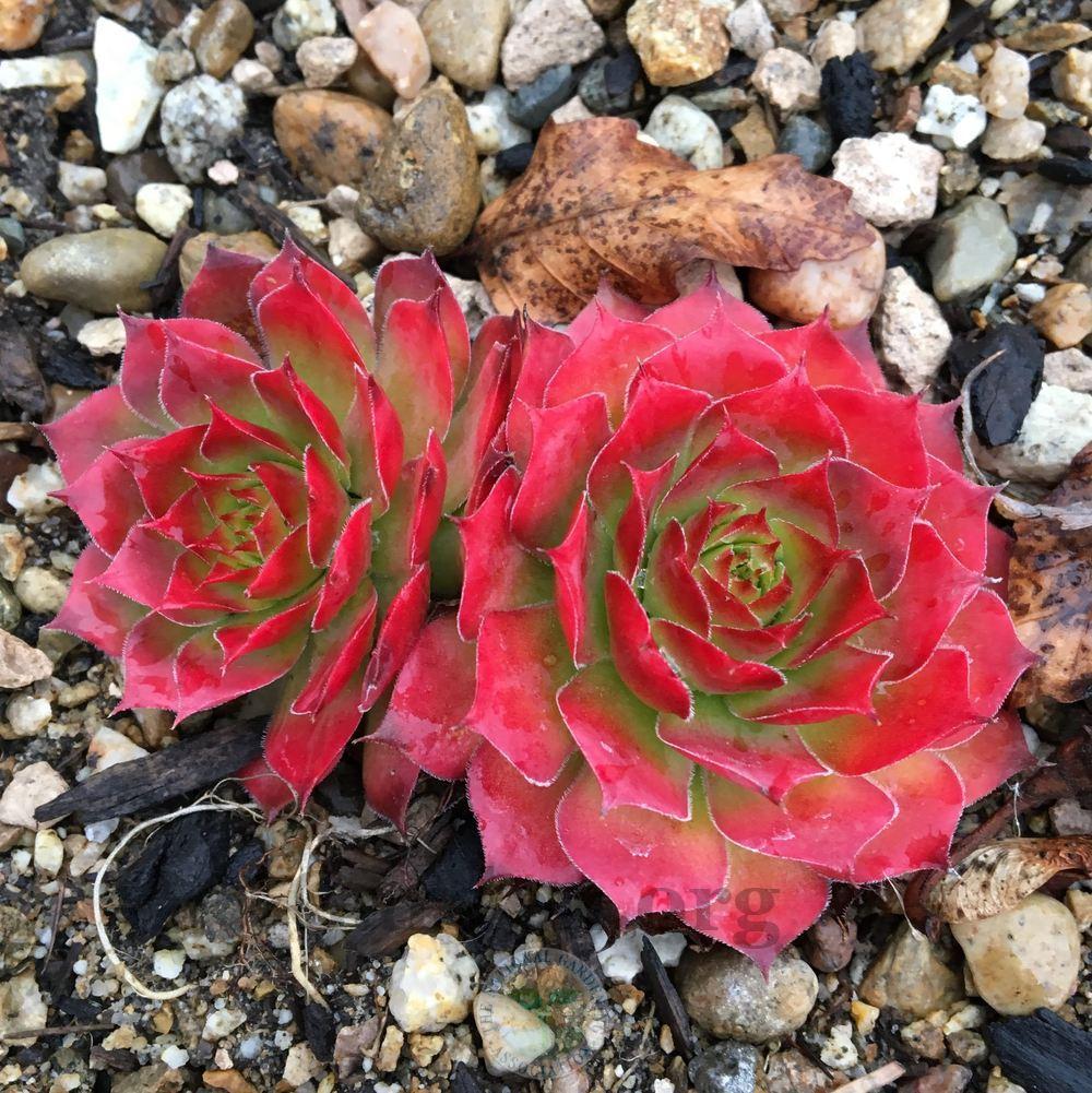 Photo of Hen and Chicks (Sempervivum 'Gold Nugget') uploaded by BlueOddish