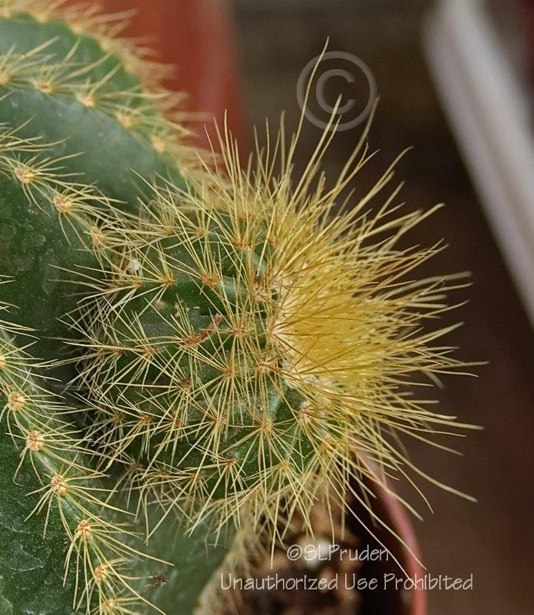 Photo of Ball Cactus (Parodia magnifica) uploaded by DaylilySLP