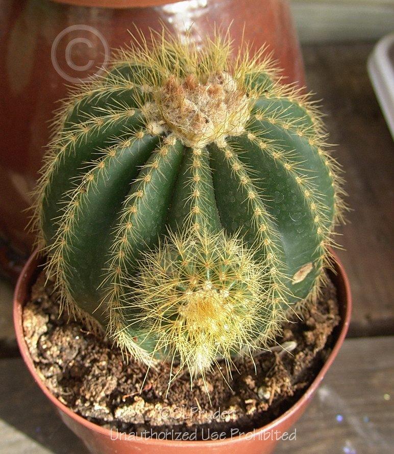 Photo of Ball Cactus (Parodia magnifica) uploaded by DaylilySLP