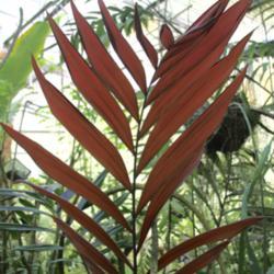 Location: My greenhouse, Florida
Date: 2019-03-22
Totally open bright red new frond!