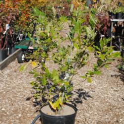 Location: Media, Pennsylvania
Date: 2015-10-21
potted shrub for sale, Redbud Nursery