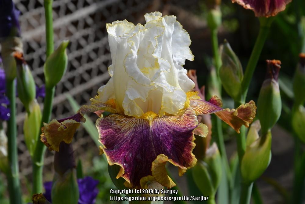Photo of Tall Bearded Iris (Iris 'Sordid Lives') uploaded by Serjio