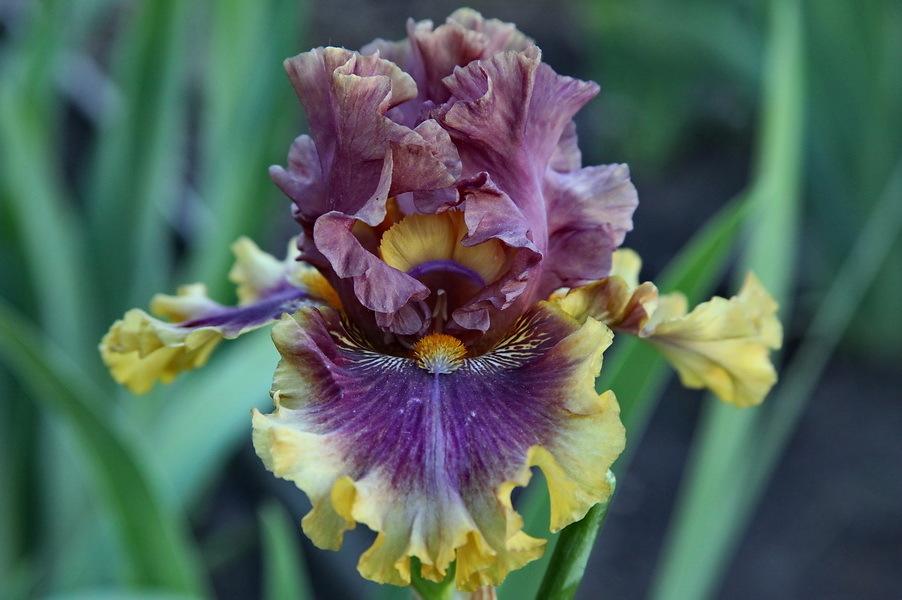 Photo of Tall Bearded Iris (Iris 'Big Band') uploaded by dimson67