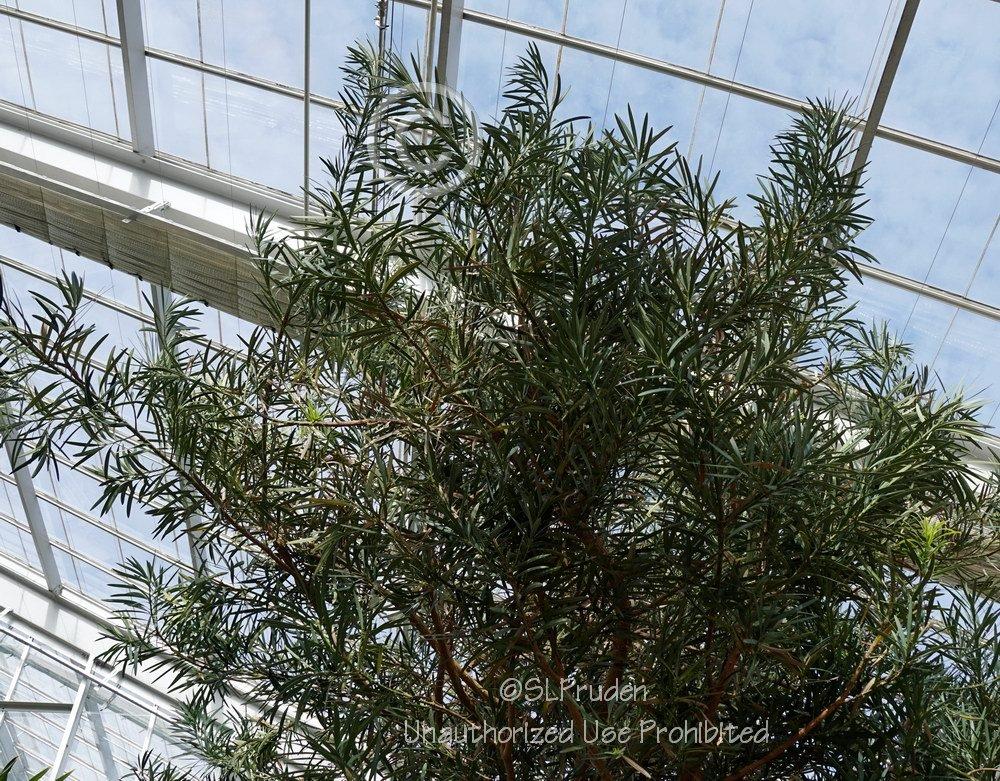 Photo of Buddhist Pine (Podocarpus macrophyllus) uploaded by DaylilySLP