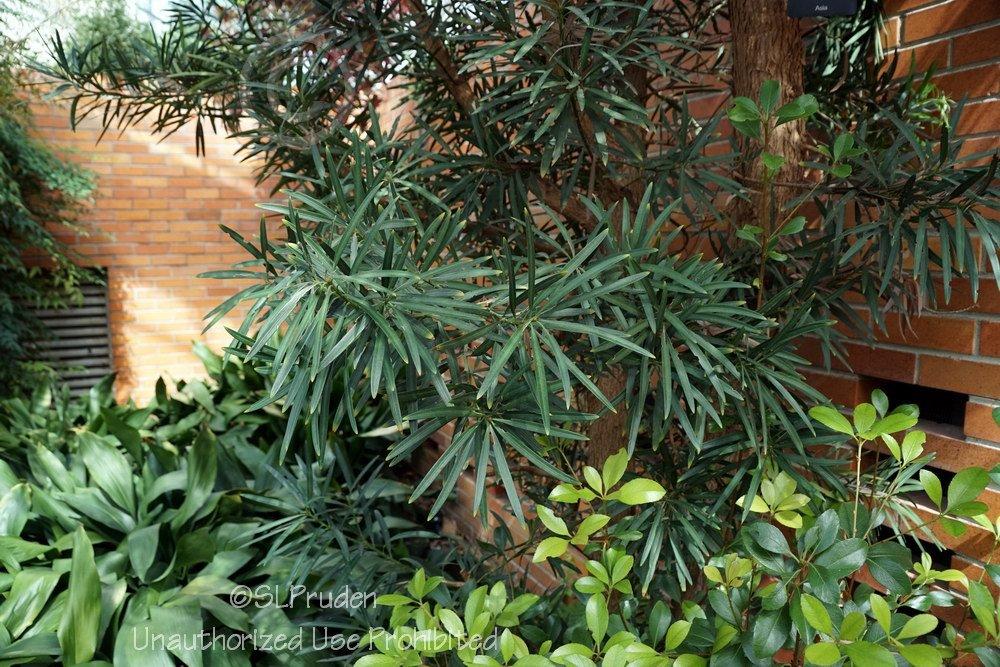 Photo of Buddhist Pine (Podocarpus macrophyllus) uploaded by DaylilySLP