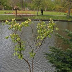 Location: Botanical Garden of Utrecht
Date: 2012-04-18