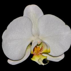 Location: Botanical Gardens of the State of Georgia...Athens, Ga
Date: 2019-03-22
Moth Orchid (Phalaenopsis) 030