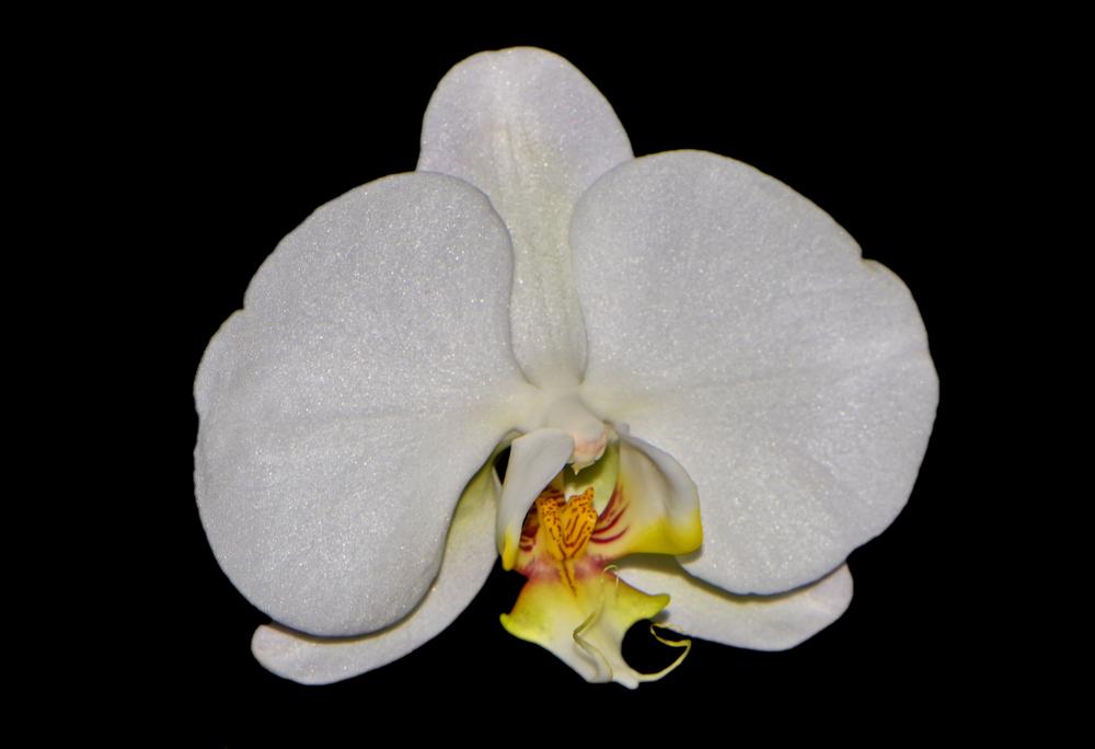 Photo of White Moth Orchid (Phalaenopsis amabilis) uploaded by dawiz1753