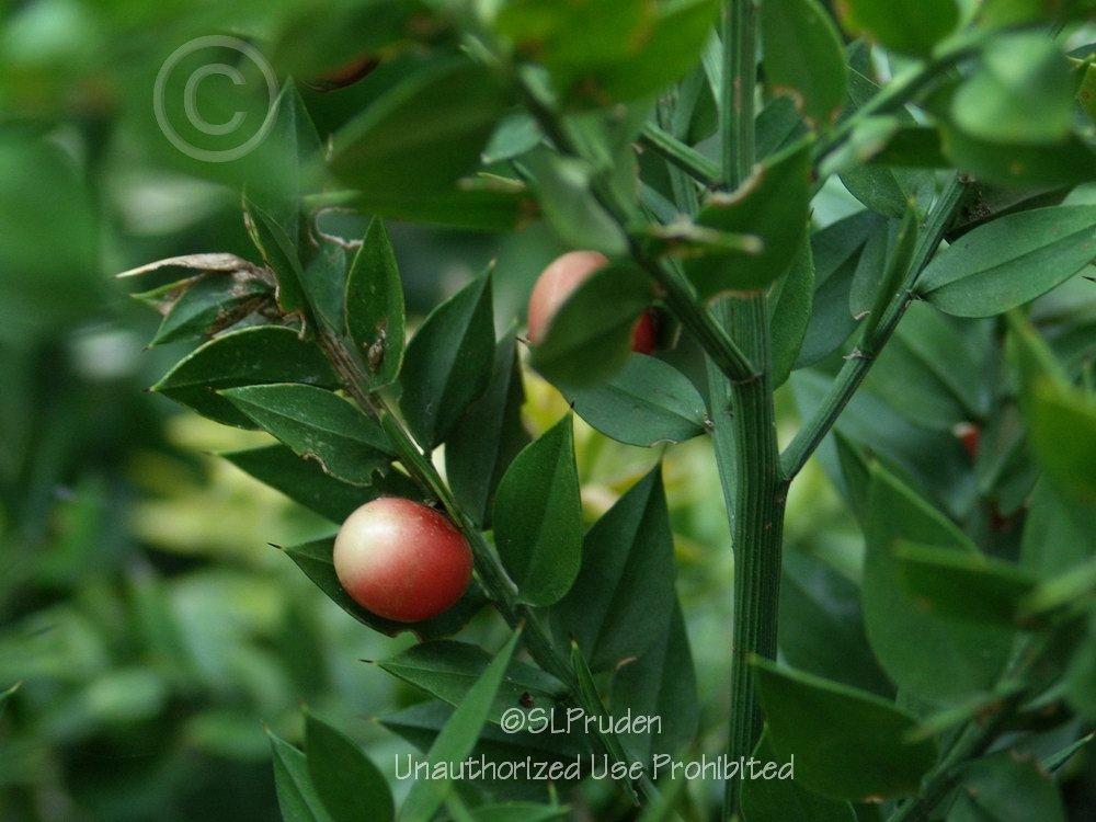 Photo of Butcher's Broom (Ruscus aculeatus) uploaded by DaylilySLP