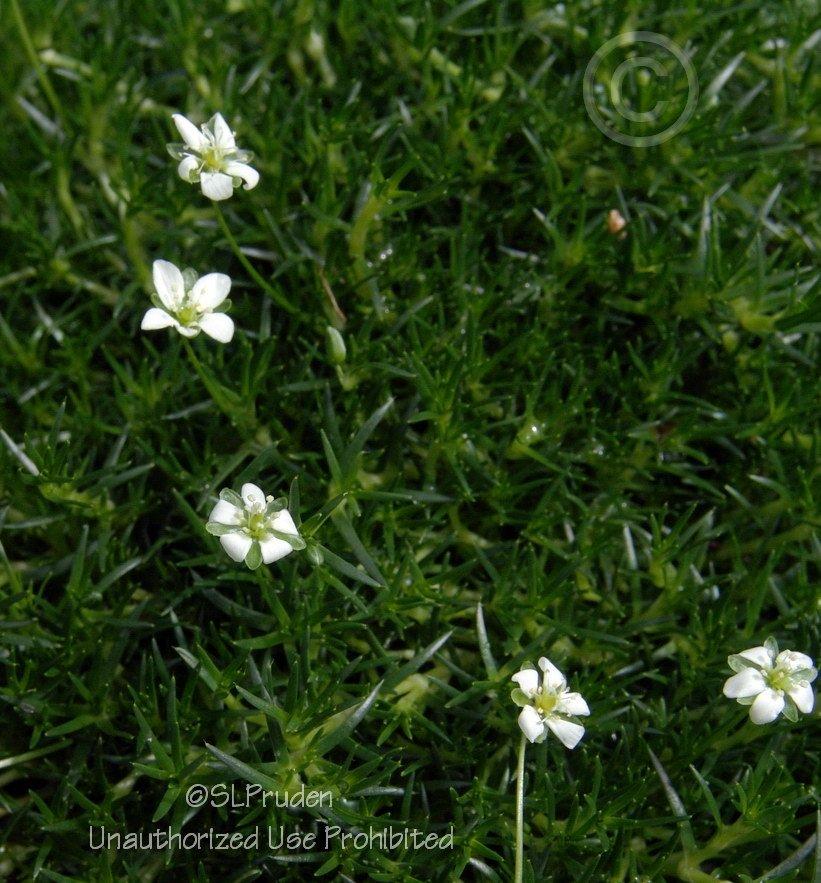 Photo of Irish Moss (Sagina subulata) uploaded by DaylilySLP