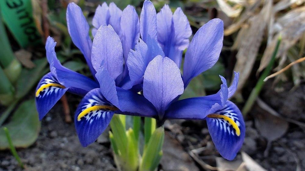 Photo of Reticulated Iris (Iris reticulata 'Harmony.') uploaded by Orsola