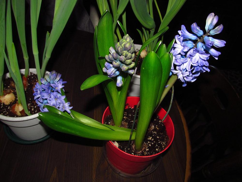 Photo of Dutch Hyacinth (Hyacinthus orientalis 'Delft Blue') uploaded by jmorth