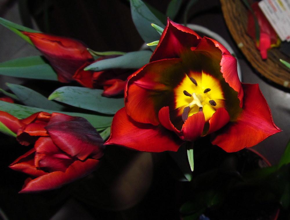 Photo of Tulip (Tulipa 'Slawa') uploaded by jmorth