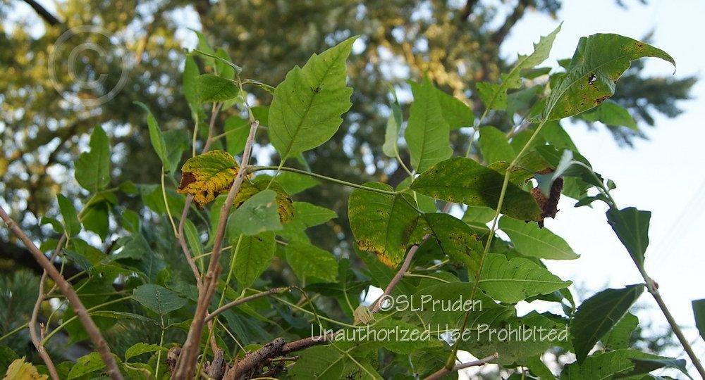 Photo of Poison Ivy (Toxicodendron radicans) uploaded by DaylilySLP