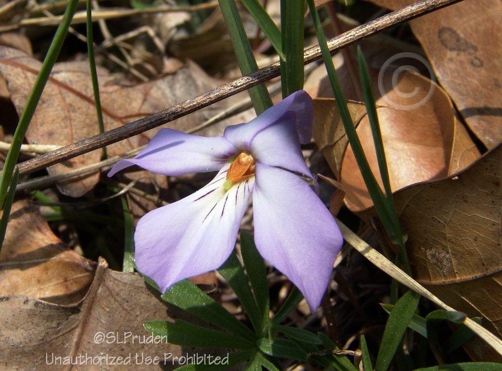 Photo of Bird's Foot Violet (Viola pedata) uploaded by DaylilySLP