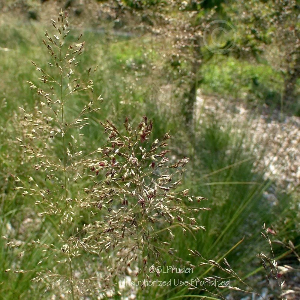 Photo of Prairie Dropseed (Sporobolus heterolepis) uploaded by DaylilySLP
