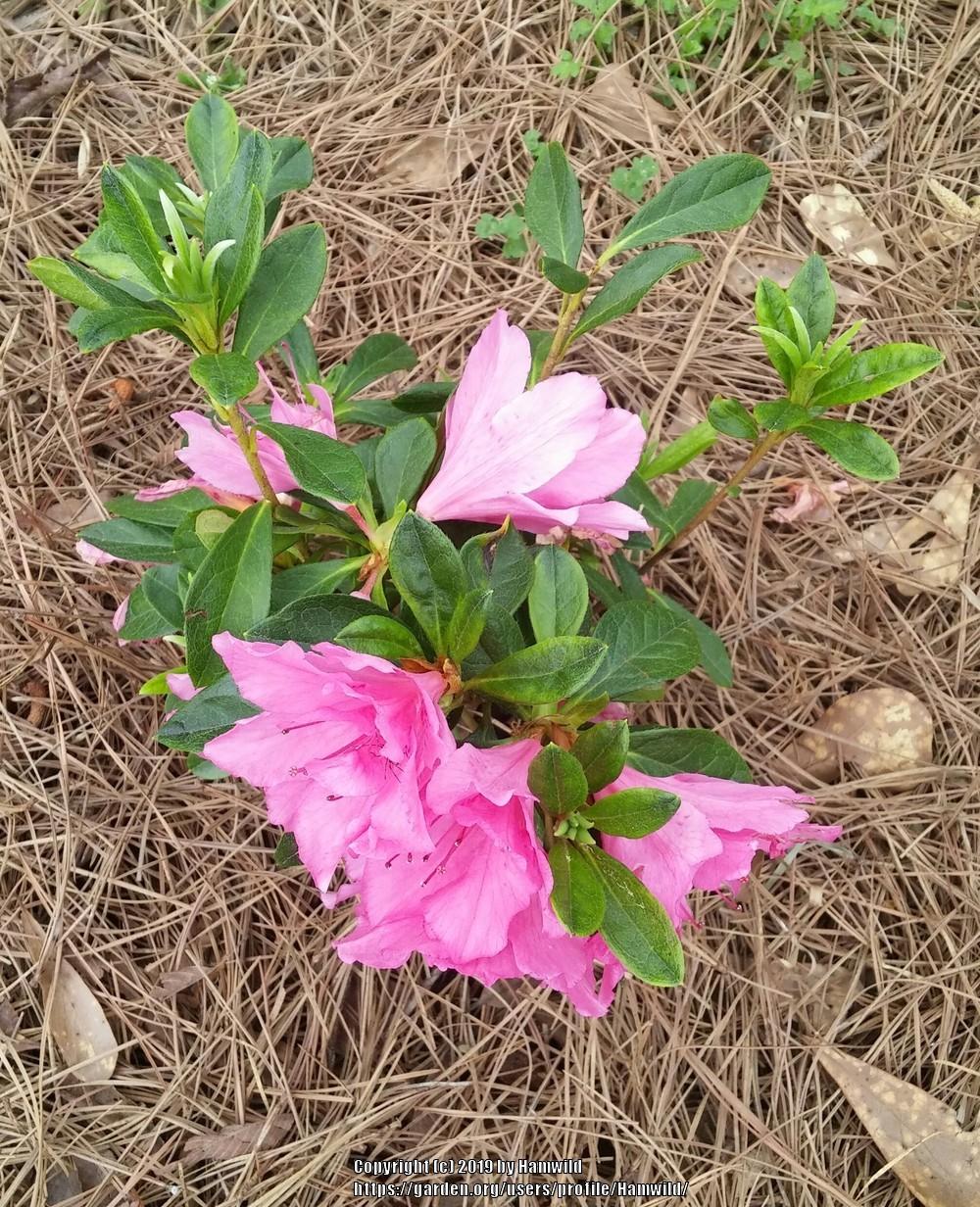Photo of Azalea (Rhododendron 'Pink Ruffles') uploaded by Hamwild