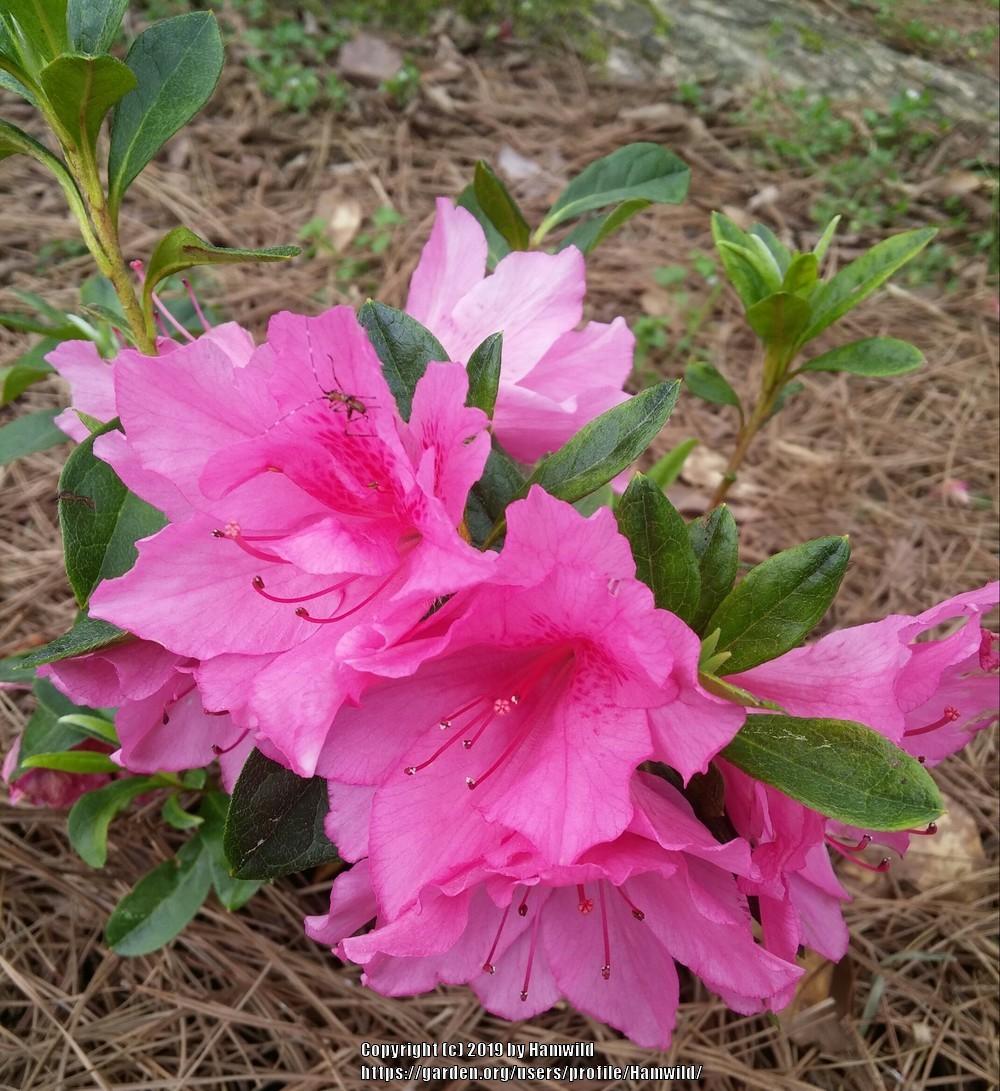 Photo of Azalea (Rhododendron 'Pink Ruffles') uploaded by Hamwild