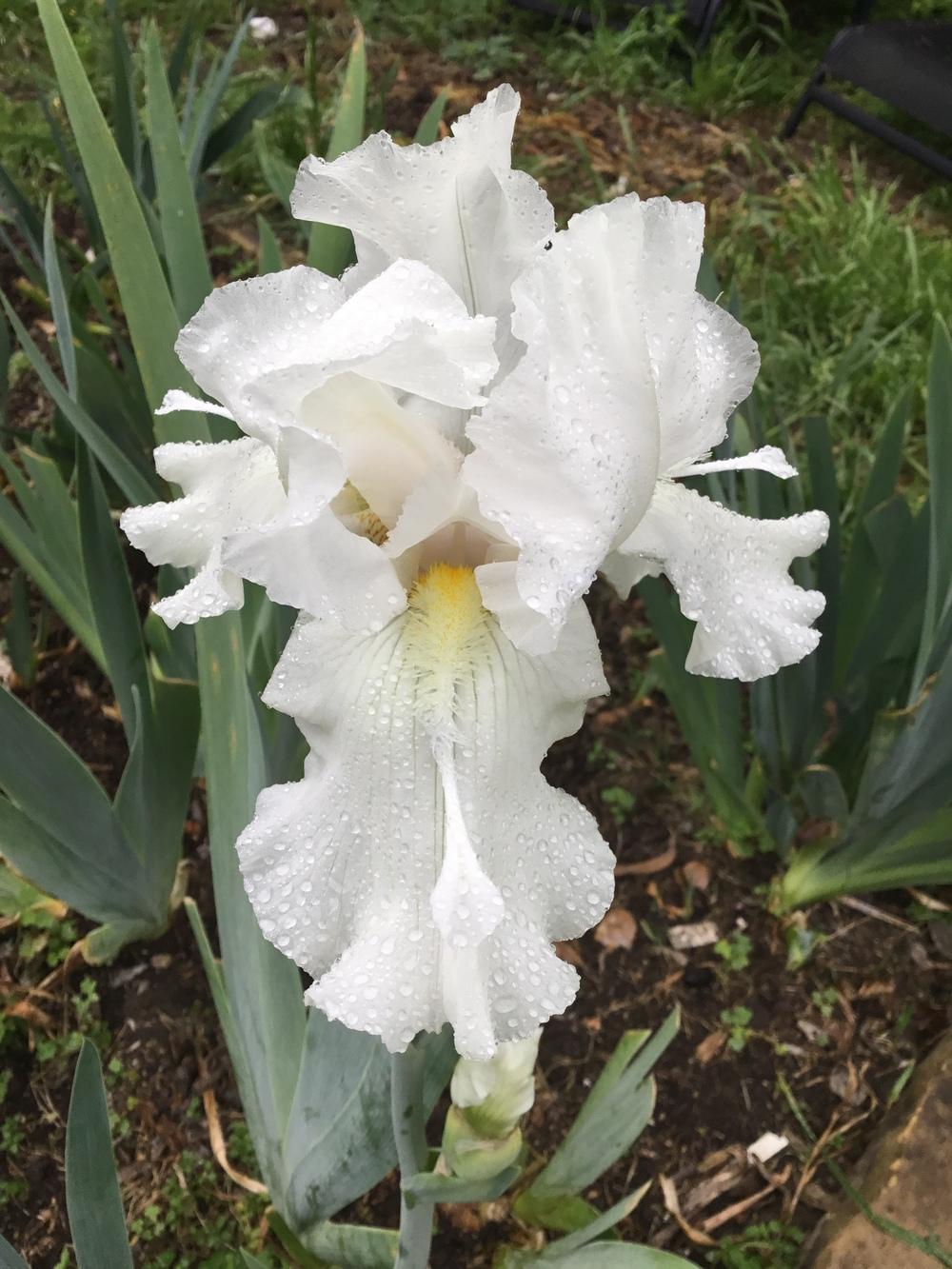 Photo of Tall Bearded Iris (Iris 'Wings of Peace') uploaded by TexasShellie