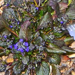 Location: Botanical Gardens of the State of Georgia...Athens, Ga
Date: 2019-03-24
Bugleweed - Catlin's Giant 001