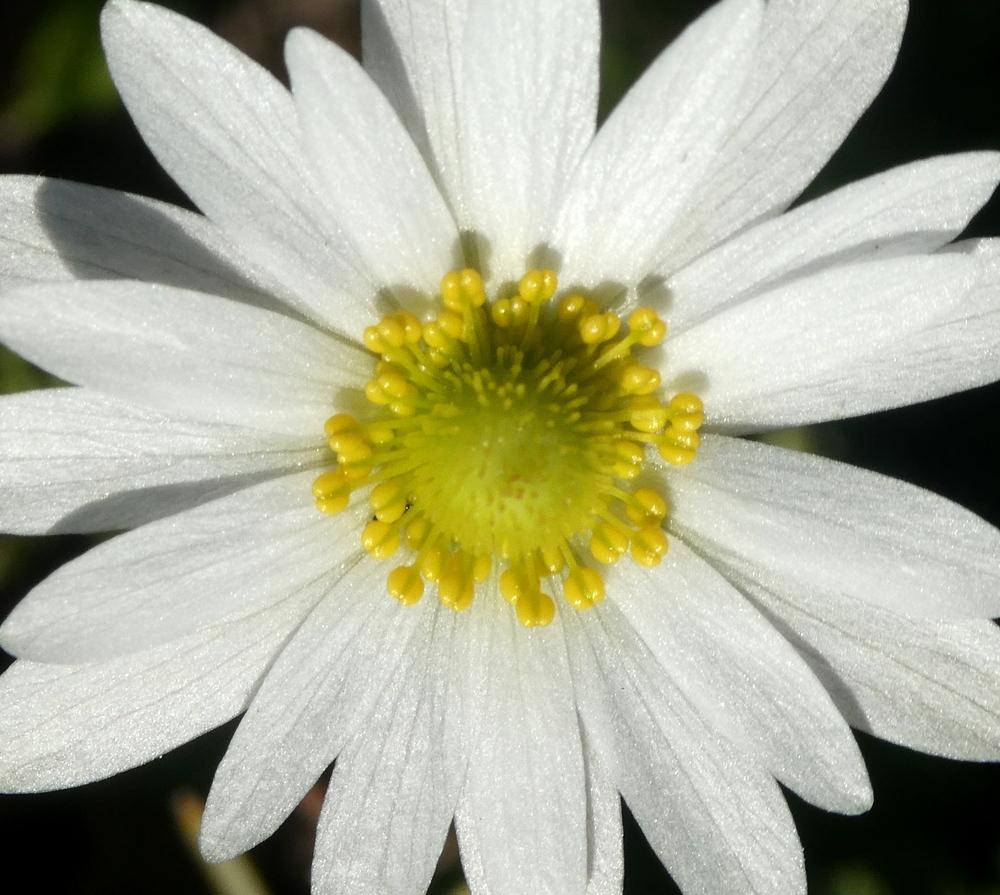 Photo of Wind-Flower (Anemone berlandieri) uploaded by wildflowers