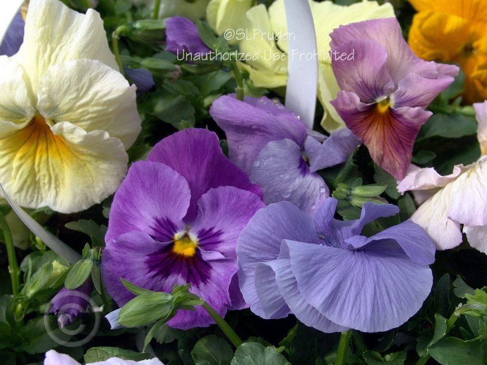 Photo of Pansy (Viola x wittrockiana Delta™ Watercolors Mix) uploaded by DaylilySLP