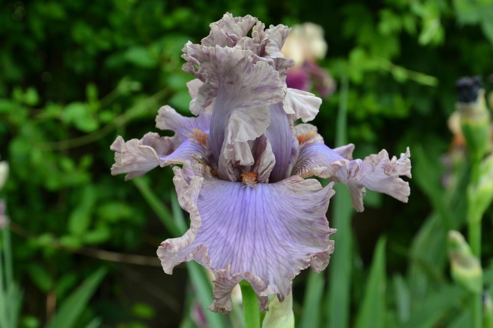 Photo of Tall Bearded Iris (Iris 'Stop Flirting') uploaded by Serjio