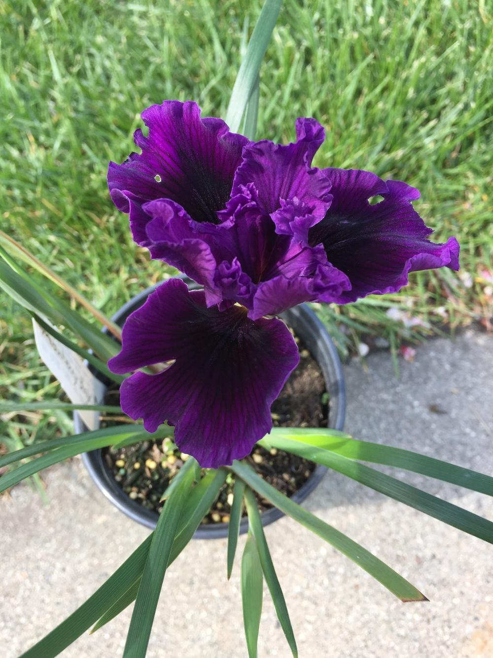 Photo of Pacific Coast Iris (Iris 'San Andreas') uploaded by iciris