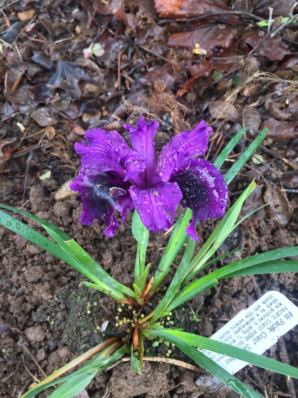 Photo of Pacific Coast Iris (Iris 'San Andreas') uploaded by iciris