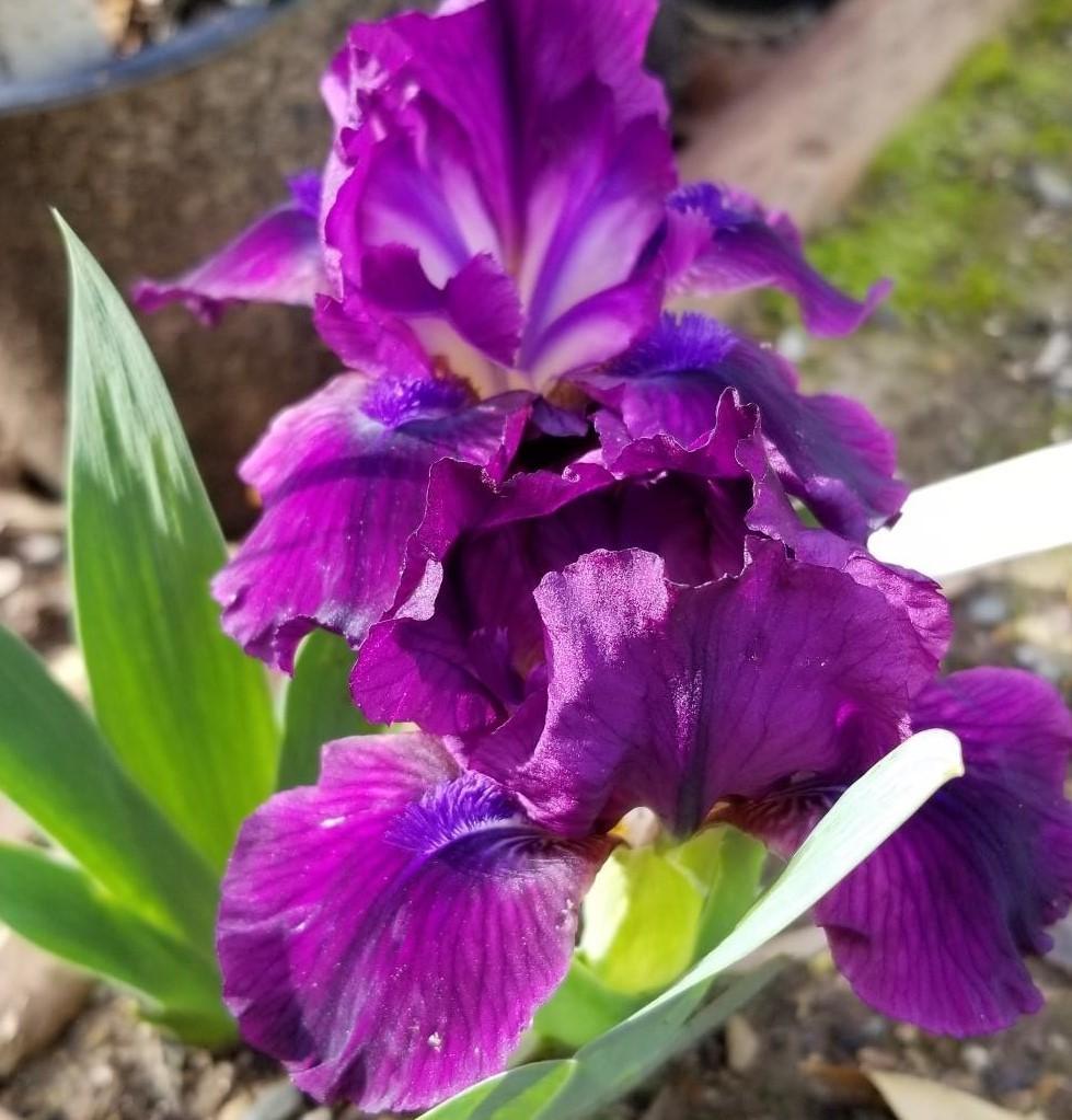 Photo of Standard Dwarf Bearded Iris (Iris 'Going Twice') uploaded by jigs1968