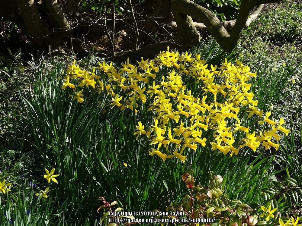 Photo of Cyclamineus Narcissus (Narcissus 'Peeping Tom') uploaded by kniphofia