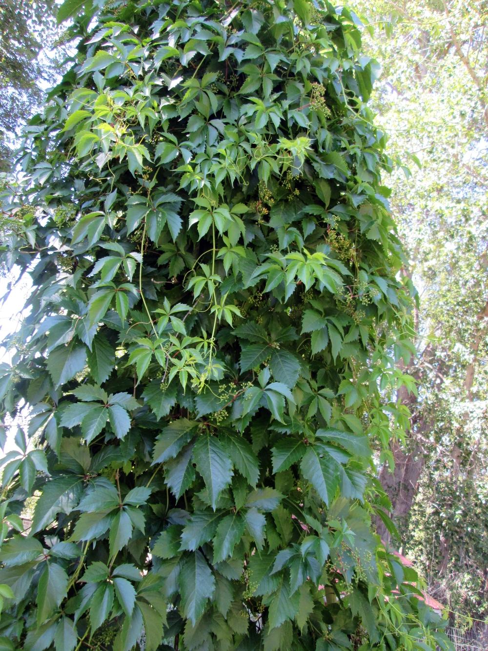 Photo of Virginia Creeper (Parthenocissus quinquefolia) uploaded by lauribob