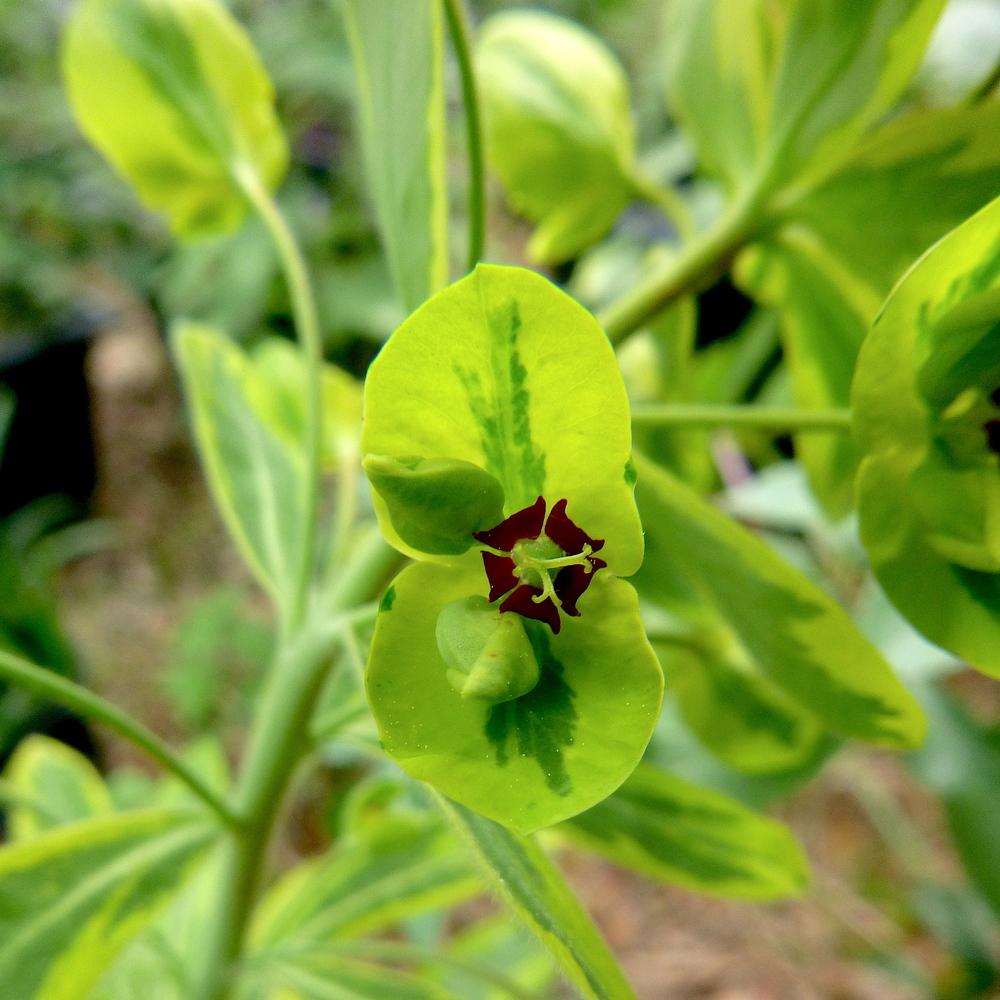 Photo of Euphorbia (Euphorbia x martini 'Ascot Rainbow') uploaded by scvirginia