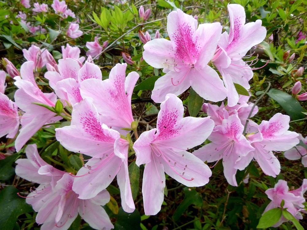 Photo of Southern Indica Hybrid Azalea (Rhododendron indicum 'George L. Taber') uploaded by scvirginia