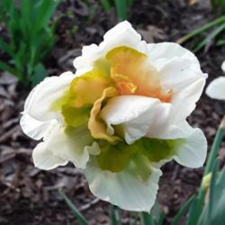 Location: My Caffeinated Garden, Grapevine, TX
Date: 2019-03-27
First bloom ever in my Caffeinated Garden!