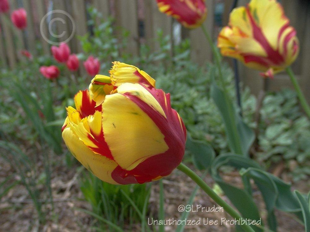 Photo of Parrot Tulip (Tulipa 'Flaming Parrot') uploaded by DaylilySLP
