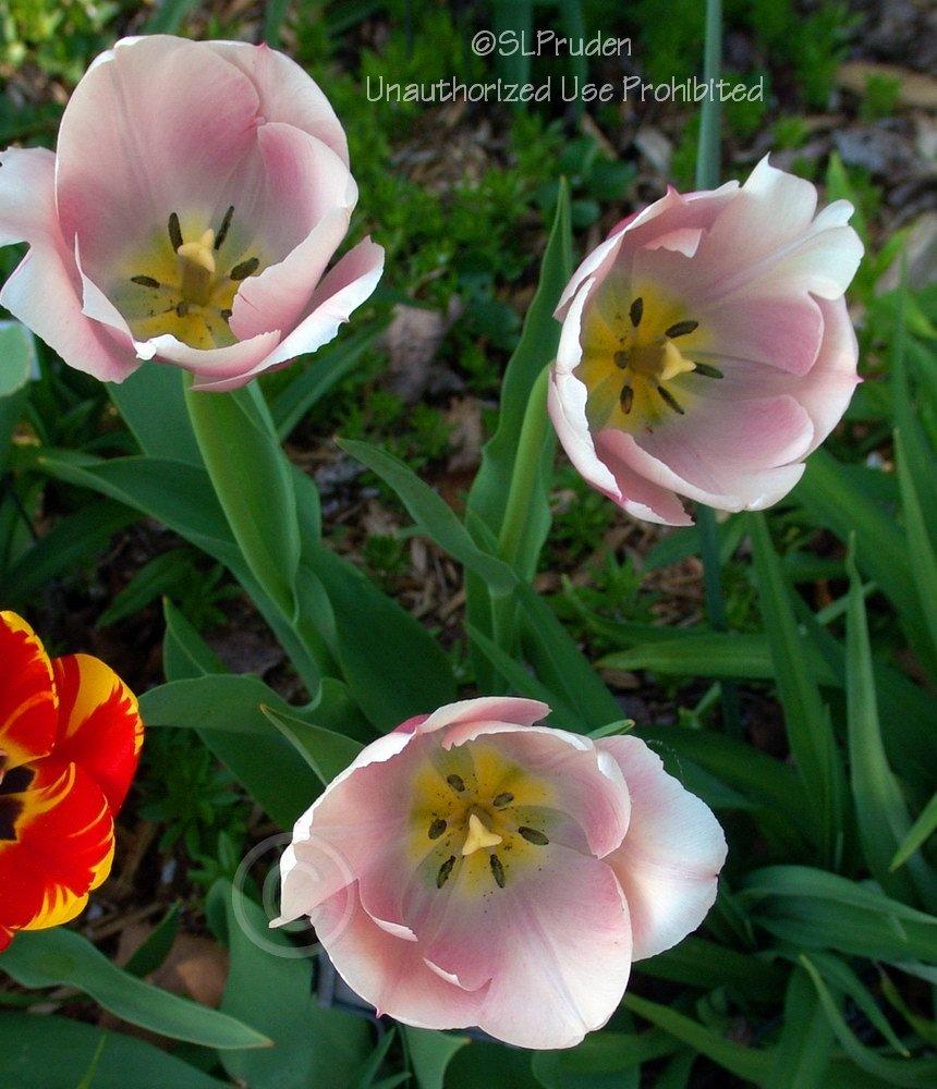 Photo of Darwin Hybrid Tulip (Tulipa 'Ollioules') uploaded by DaylilySLP