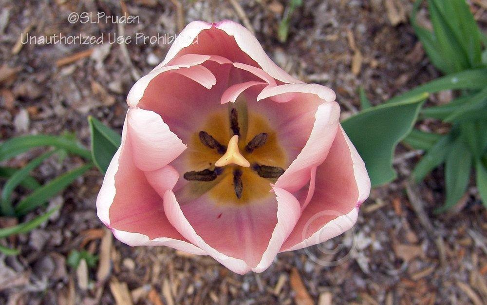 Photo of Darwin Hybrid Tulip (Tulipa 'Ollioules') uploaded by DaylilySLP